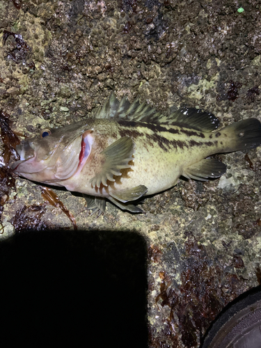 シマソイの釣果