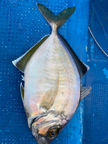 カイワリの釣果