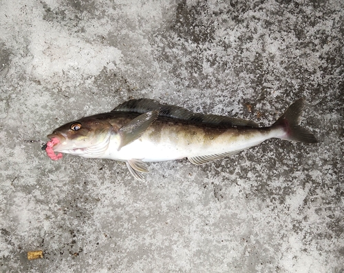 ホッケの釣果