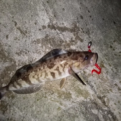 ホッケの釣果