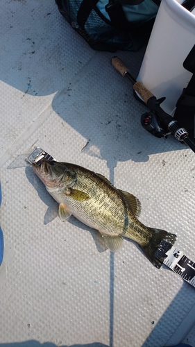 ブラックバスの釣果