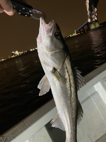 シーバスの釣果