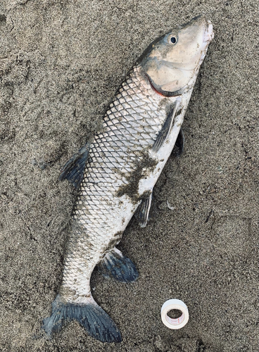 ニゴイの釣果