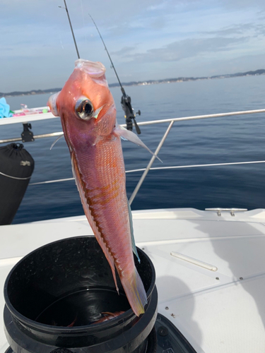 アマダイの釣果