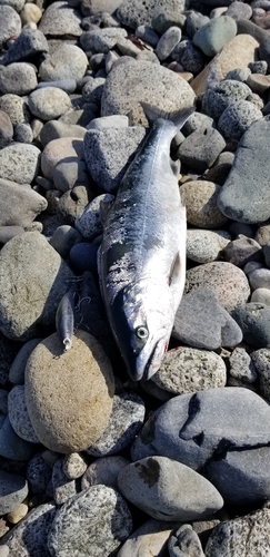 サクラマスの釣果