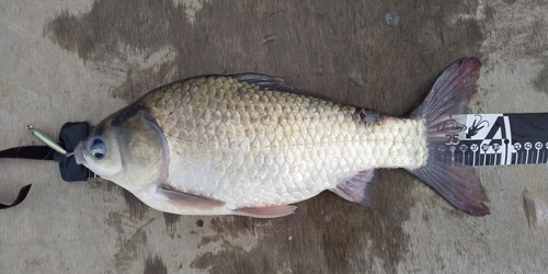 フナの釣果