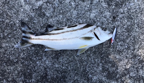 コトヒキの釣果