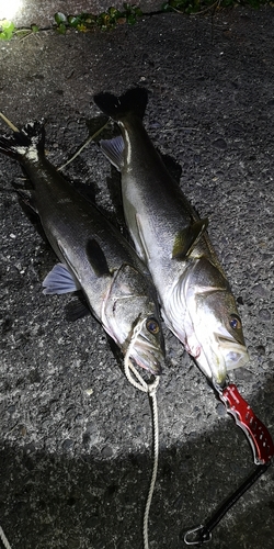 シーバスの釣果