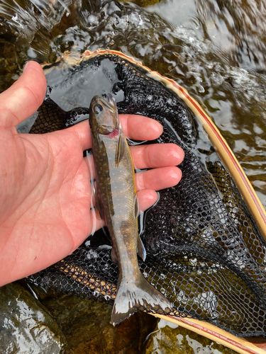 イワナの釣果