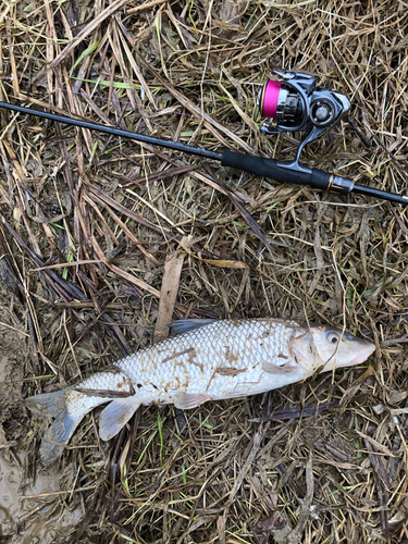 ニゴイの釣果