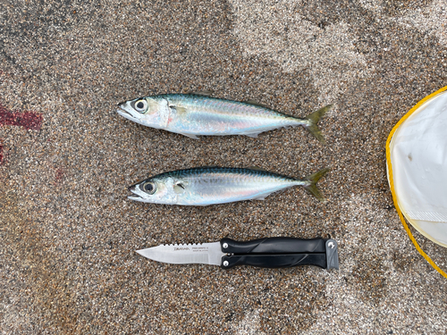 マサバの釣果