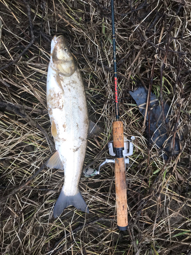 マルタウグイの釣果