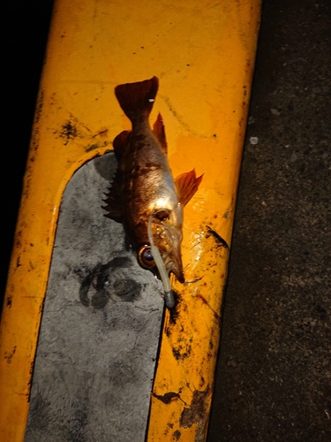 メバルの釣果