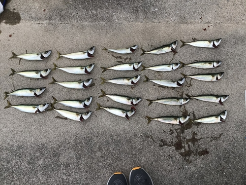 サバの釣果