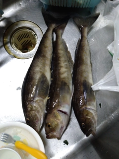 ホッケの釣果