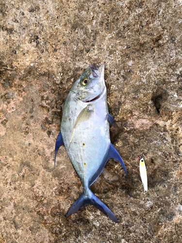 ナンヨウカイワリの釣果