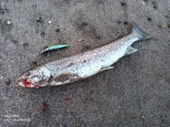 アメマスの釣果