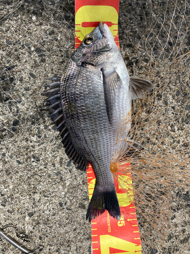 メイタの釣果