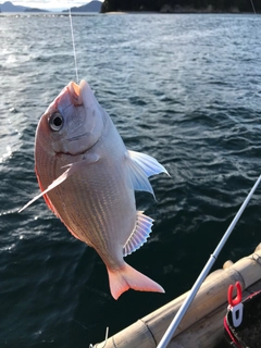 タイの釣果