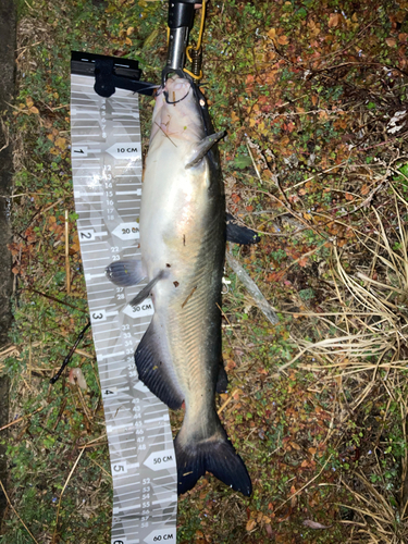 アメリカナマズの釣果