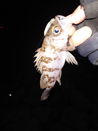 シロメバルの釣果