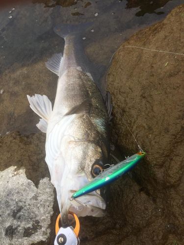 スズキの釣果