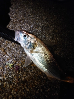 シログチの釣果