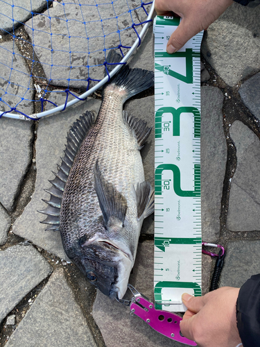 クロダイの釣果