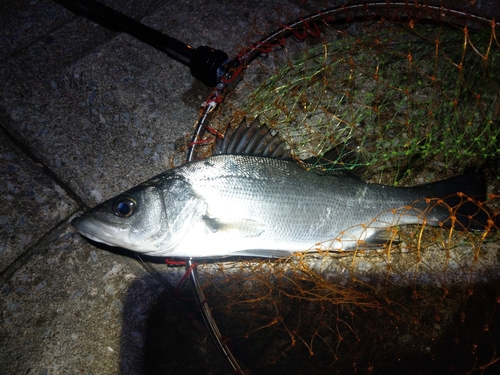 セイゴ（ヒラスズキ）の釣果