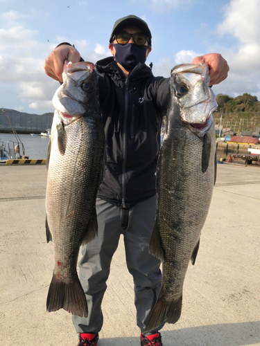 ヒラスズキの釣果