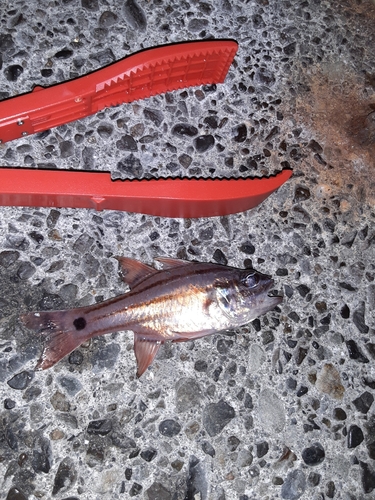 オオスジイシモチの釣果