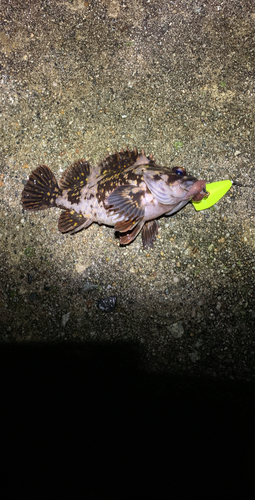 カサゴの釣果