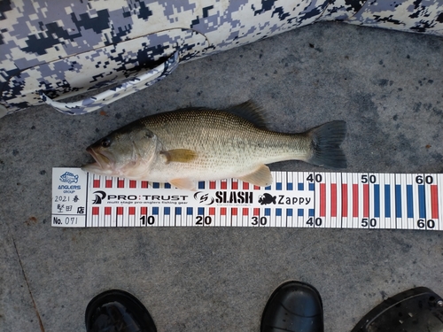 ブラックバスの釣果