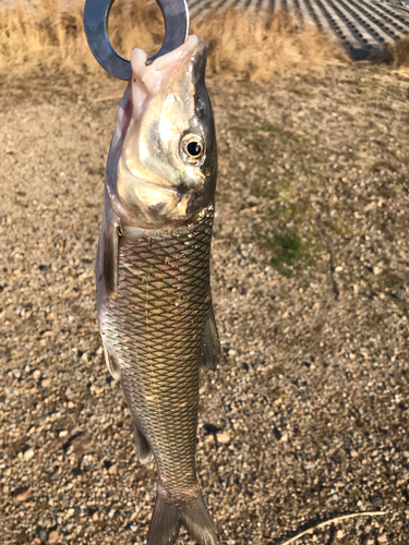 ニゴイの釣果