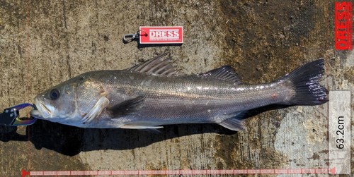 シーバスの釣果