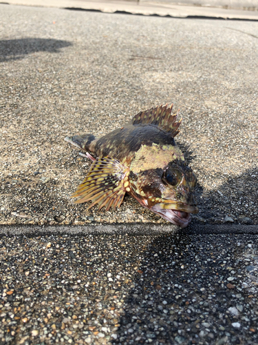 イソカサゴの釣果