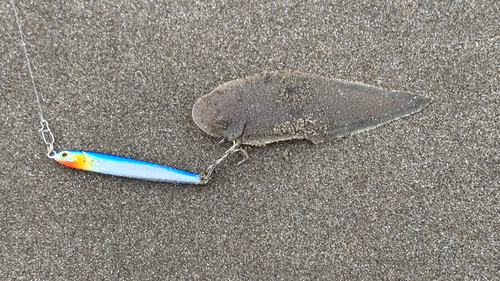 シタビラメの釣果