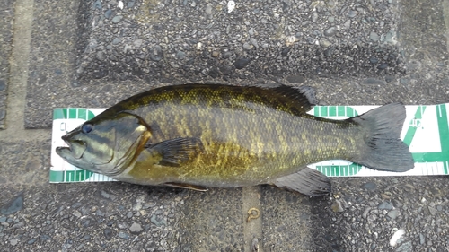 スモールマウスバスの釣果