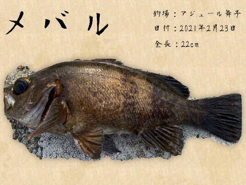 メバルの釣果