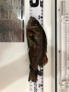 メバルの釣果