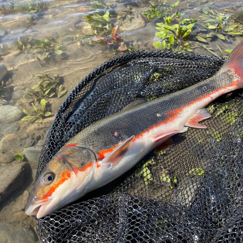 マルタウグイの釣果