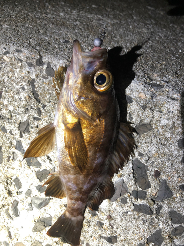 メバルの釣果