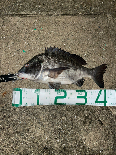 チヌの釣果