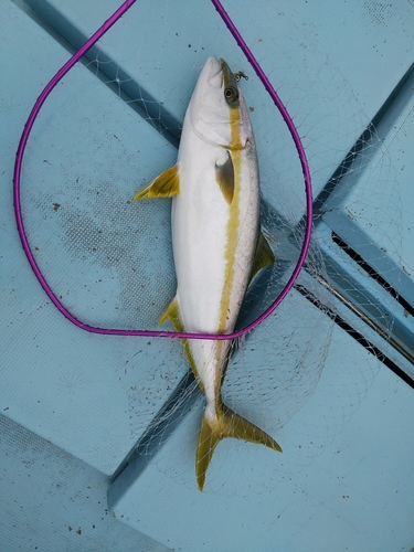 ヒラスの釣果