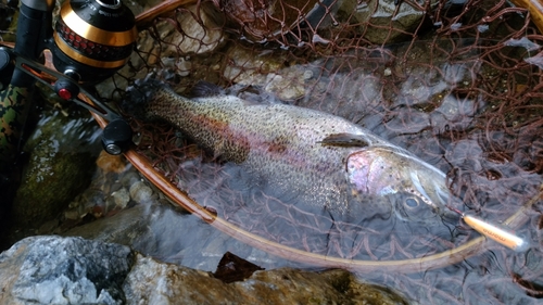 ニジマスの釣果