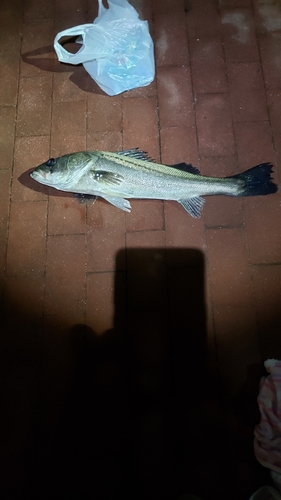 フッコ（マルスズキ）の釣果