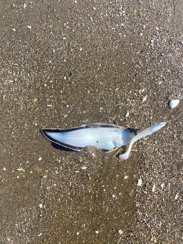 シタビラメの釣果