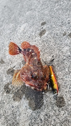 カサゴの釣果