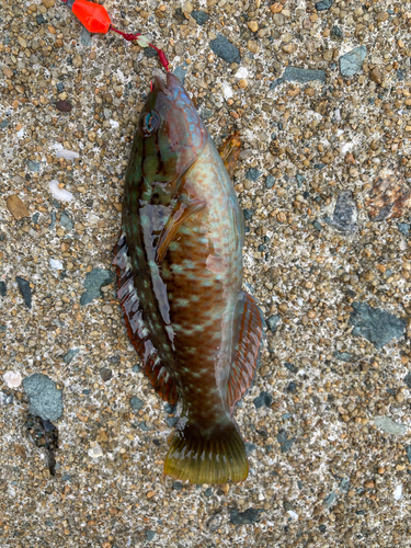 ホシササノハベラの釣果