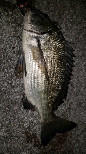 ミナミクロダイの釣果